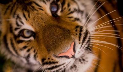 В Англии тигрице провели операцию по удалению катаракты