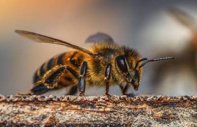 Пчел научили выявлять коронавирус - agroportal.ua - Голландия