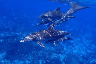 В Крыму нашли более 300 убитых дельфинов с начала года