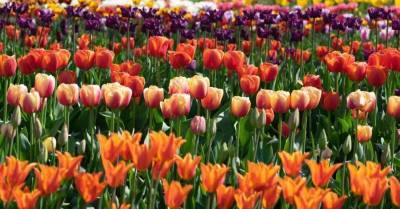 ФОТО. Прямо как в Голландии: Потрясающие поля тюльпанов в Даугмале