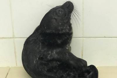Петербуржцам рассказали о досуге спасенного детеныша тюленя