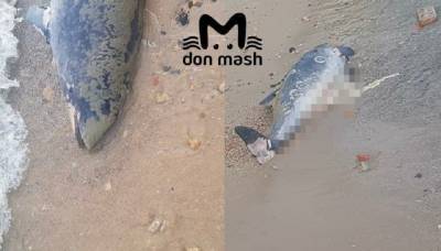 Под Ростовом на берег Таганрогского залива выбросило тело мертвого дельфина
