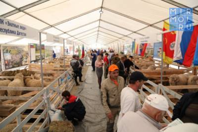 Абдулмуслим Абдулмуслимов - 16 животноводческих хозяйств представляют Дагестан на Всероссийской выставке овцеводства - mirmol.ru - респ. Дагестан - Минеральные Воды