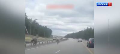 В социальных сетях ростовчане обсуждают видео с лошадьми на М-4