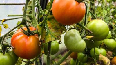 Страшный сон дачника: почему белеют листья помидоров