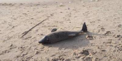 В Крыму найдены сотни выброшенных на берег мертвых дельфинов с начала года