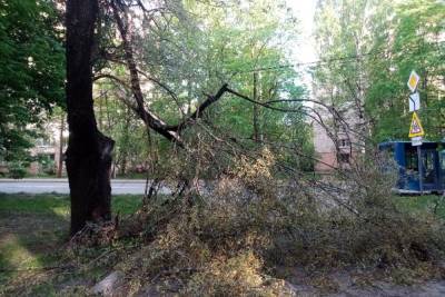 Сильный ветер начал валить деревья в Петербурге