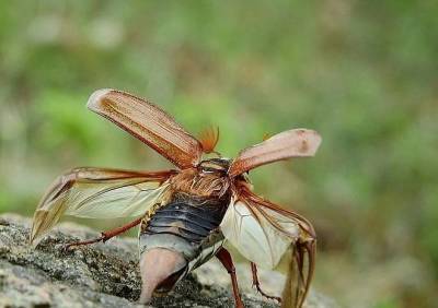 Ученые прокомментировали нашествие майских жуков в Рязанской области
