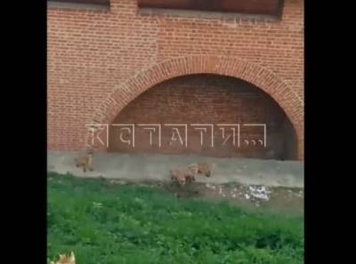Семейство лис заметили на территории Нижегородского кремля