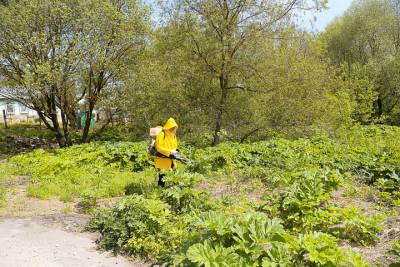 Территорию Тулы обрабатывают гербицидами против борщевика