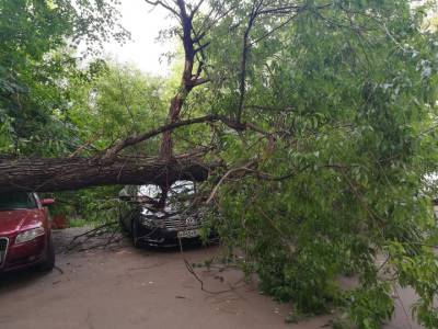 Более 50 деревьев повалил сильный ветер в Санкт-Петербурге
