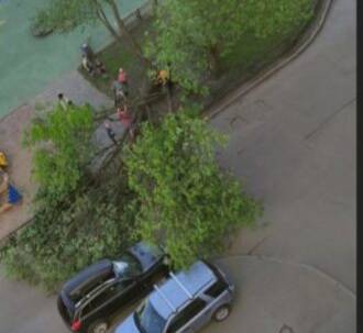 Упавшее дерево едва не придавило детей в Приморском районе