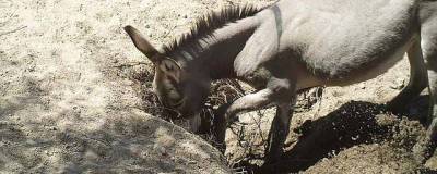 Одичавшие лошади и ослы помогают процветать пустыне: роют колодцы