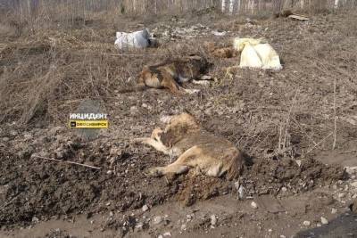 Убитых собак разбросали вдоль дороги неизвестные под Новосибирском