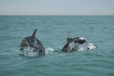 В Сочи в море обнаружили дельфина с белыми пятнами