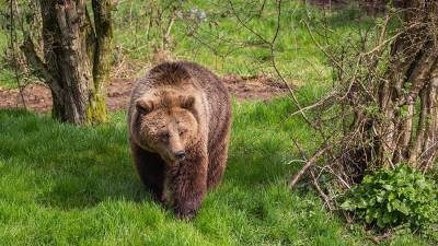 Медведь побеспокоил дачников и туристов на Кунашире