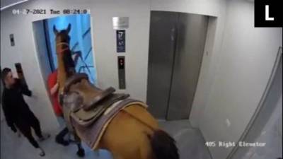 Двое мужчин решили прокатить лошадь на лифте в небоскребе