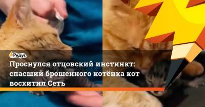 Проснулся отцовский инстинкт: спасший брошенного котёнка кот восхитил Сеть