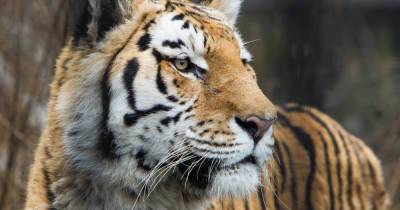 Ветеринары обследуют 19-летнего тигра и 31-летнюю медведицу из зоопарка Калининграда