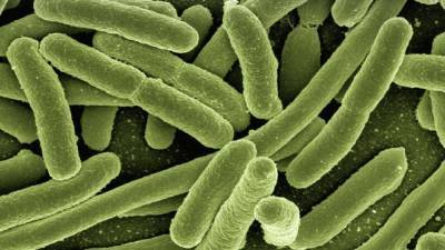 Найденные учеными из Кельна новые бактерии назвали в честь покемонов