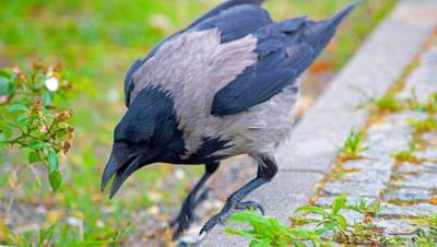 Ворона нападала на прохожих в Рош ха-Аине, городской ветеринар обнаружил причину
