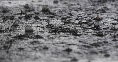 МЧС предупредило калининградцев о сильном дожде со снегом и ветре до 21 метра в секунду