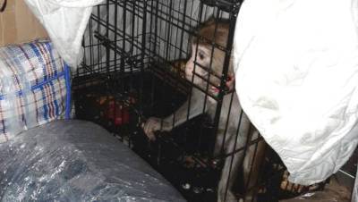 Полиция нашла в автобусе Москва-Махачкала обезьяну в клетке