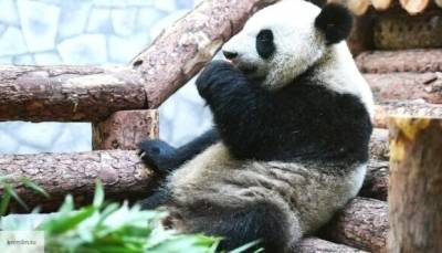 Кадры неудачной погони панды за павлином попали в Сеть