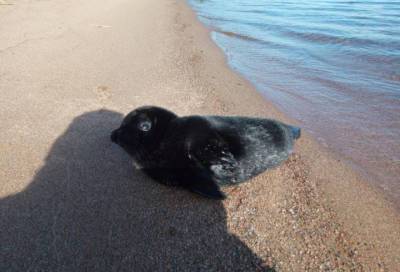 На берегу Владимирской бухты в Ленобласти разыскивают истощенного тюлененка
