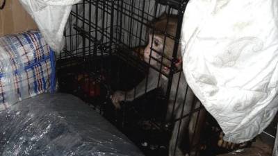 В автобусе под Волгоградом полицейские нашли обезьяну в клетке