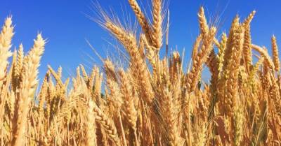 Урожай пшеницы в Украине за год снизился на 12%
