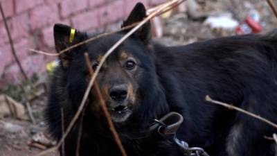 В "Единой России" проверят данные об однопартийце, выбросившем собаку