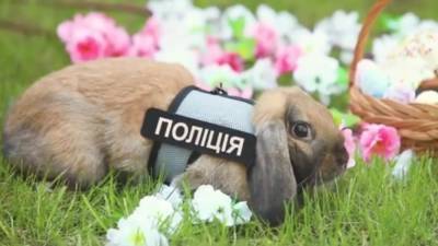 Днепровские правоохранители порадовали пользователей снимками кролика-полицейского