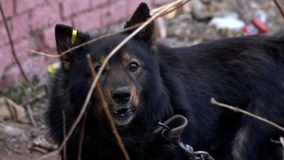 В “Единой России” проверят данные об однопартийце, выбросившем собаку
