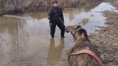 Сотрудники новгородского МЧС спасли тонущего лося