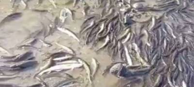 По сети разлетелись кадры, как россияне голыми руками собирают в море тонны рыбы (ВИДЕО)