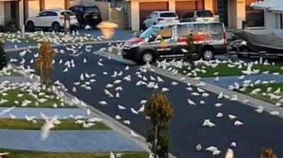 Тысячи попугаев терроризируют целый город