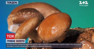 Шиитаке, шимеджи, Эринг и рейши: где выращивают в Украине экзотические грибы и можно ли на них разбогатеть