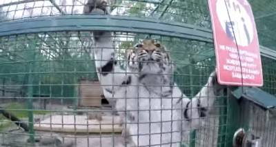 В Украине хотят закрыть зоопарки, проект закона уже в Раде