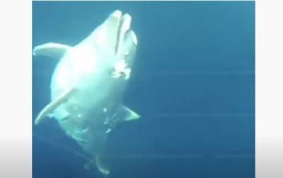 В Черном море обнаружили привязанные к камням трупы дельфинов
