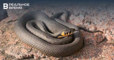 Ученый КФУ предупредил об активности змей в Татарстане