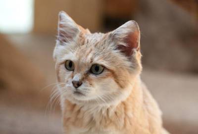 Самку барханной кошки доставили в Новосибирский зоопарк из ОАЭ