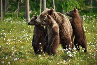 Жителей новосибирской деревни Ярково предупредили о приближении медведей