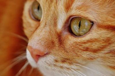 Кот спас жизнь хозяйке, "диагностировав" у неё проблемы со здоровьем