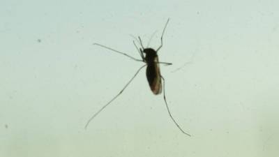 На Алтае обнаружены два новых вида комаров