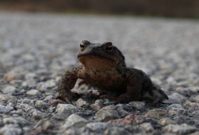Биолог предупредил автомобилистов о нашествии жаб на дороги Ленобласти