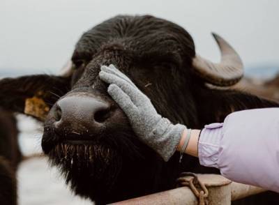 Крупнейшая украинская ферма планирует внести буйвола в национальный реестр