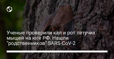 Ученые проверили кал и рот летучих мышей на юге РФ. Нашли "родственников" SARS-CoV-2