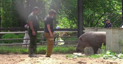 Тапир Сью в Московском зоопарке переехала в летний вольер