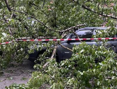 В Санкт-Петербурге жертвой штормовой среды стали более 60 деревьев, пострадал один человек